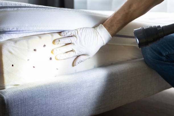 Best Local Pest Control Services  in Whitney, TX