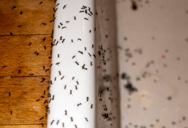 Best Exterminator Services  in Whitney, TX