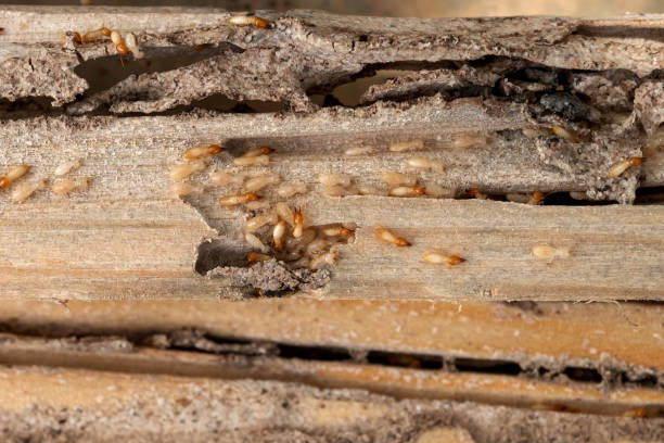 Best Cockroach Control Services  in Whitney, TX